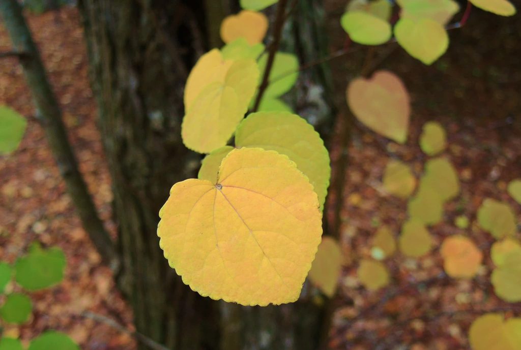 Katsura-Tree-Cercidiphyllum-japonicum