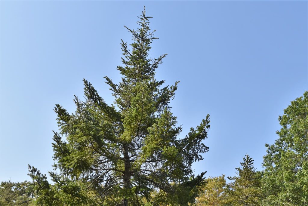 Northern-Japanese-Hemlock-Tsuga-diversifolia