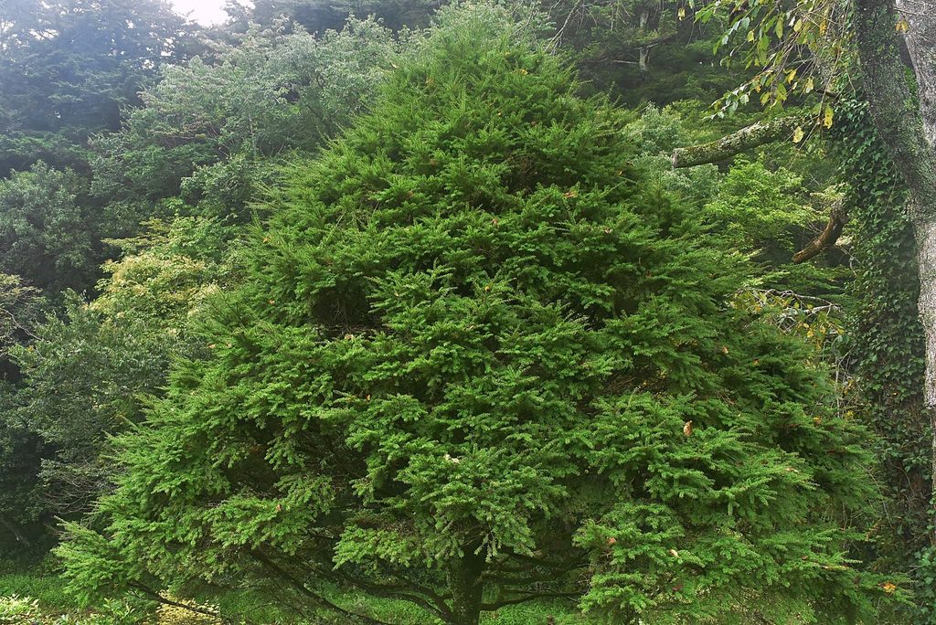 Northern-Japanese-Hemlock-Tsuga-diversifolia