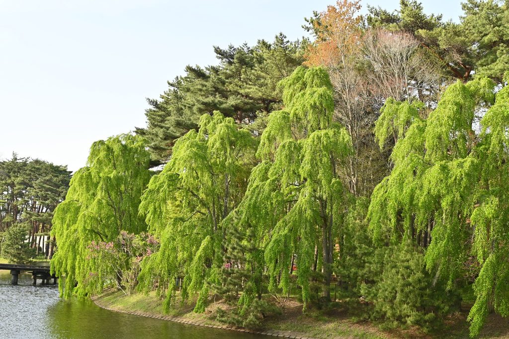 Katsura-Tree-Cercidiphyllum-japonicum