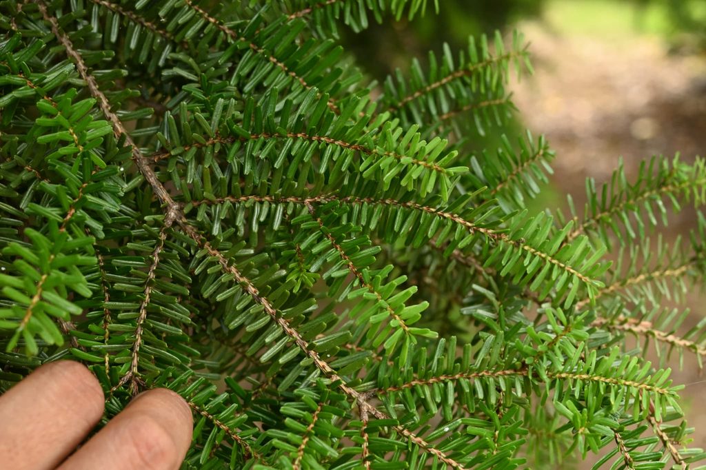 Northern-Japanese-Hemlock-Tsuga-diversifolia