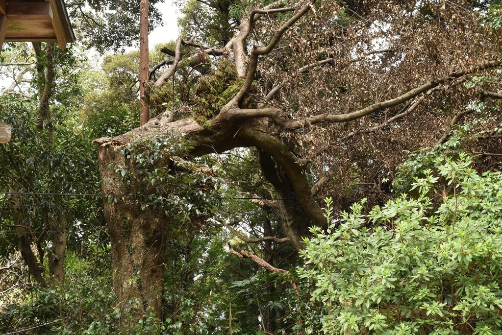 Sudajii-Castanopsis-sieboldii