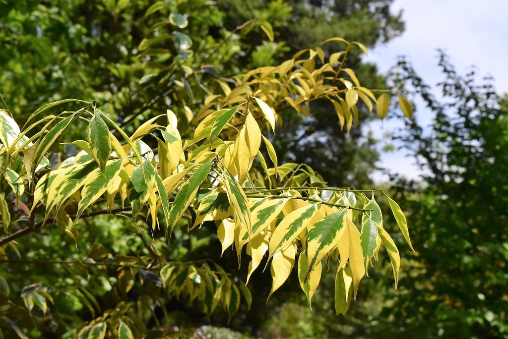 Sudajii-Castanopsis-sieboldii