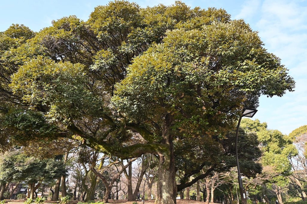 Sudajii-Castanopsis-sieboldii