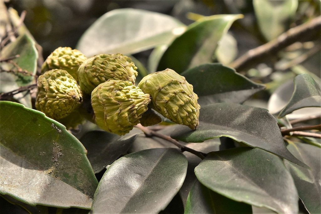 Sudajii-Castanopsis-sieboldii