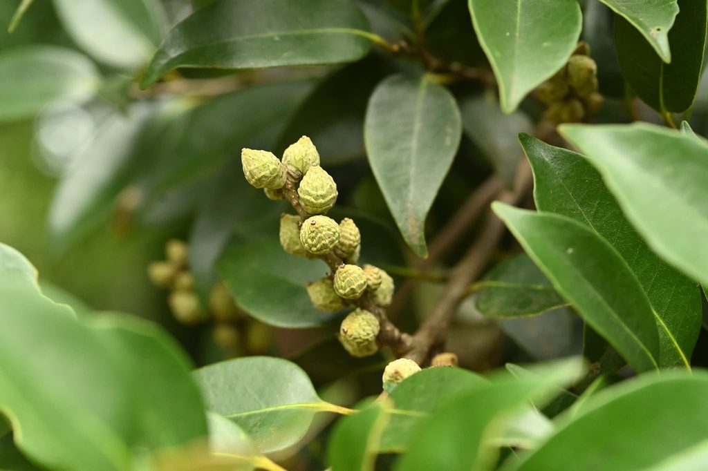 Sudajii-Castanopsis-sieboldii