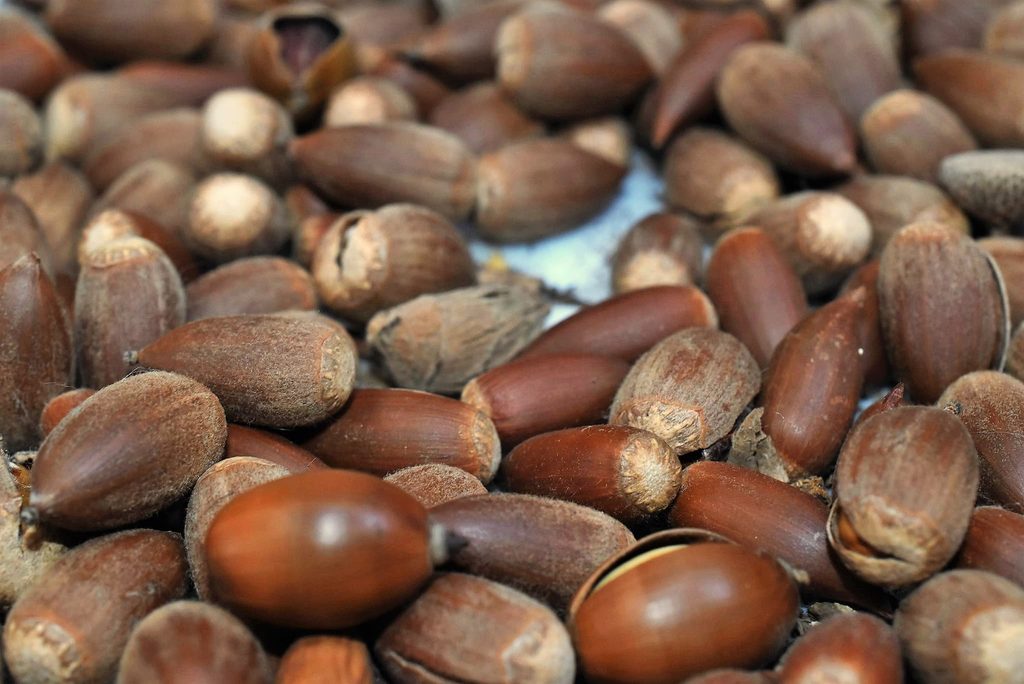 Sudajii-Castanopsis-sieboldii