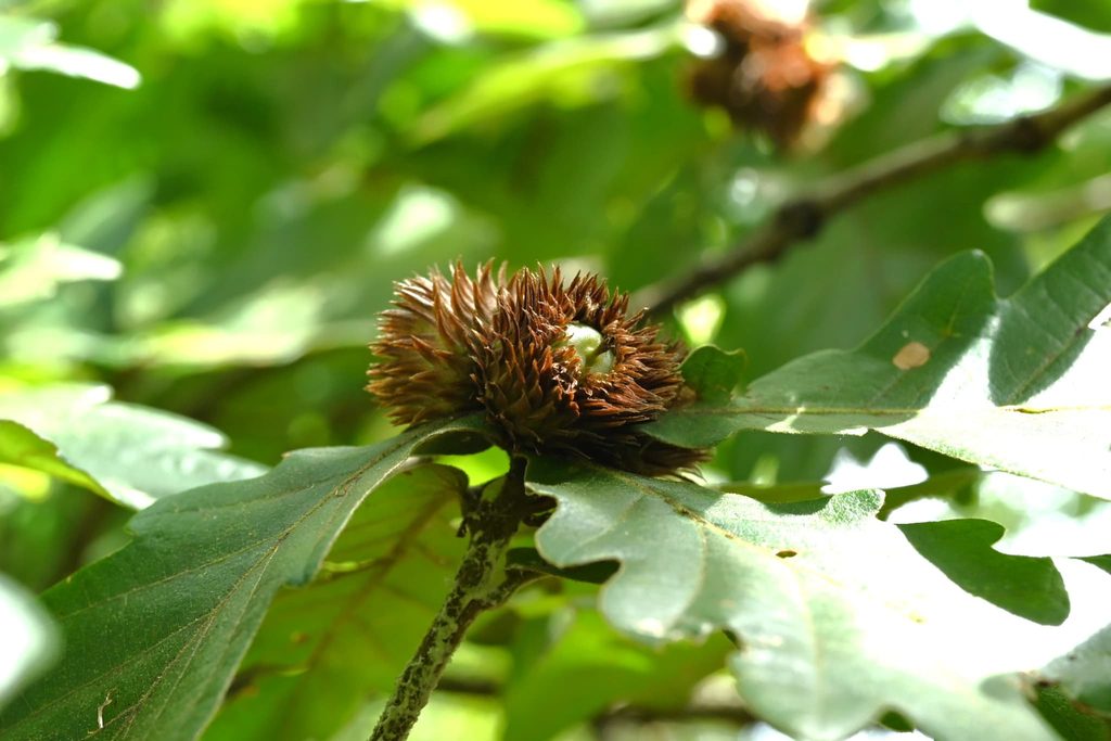 Kashiwa Oak acorns