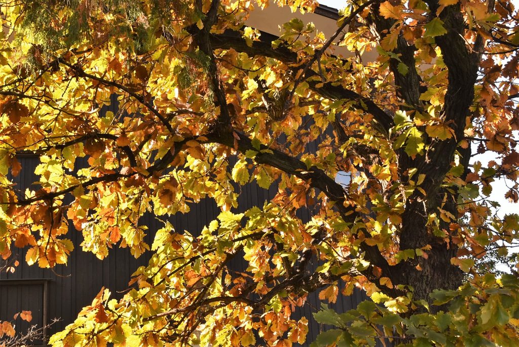 Kashiwa-Oak-Quercus-dentata