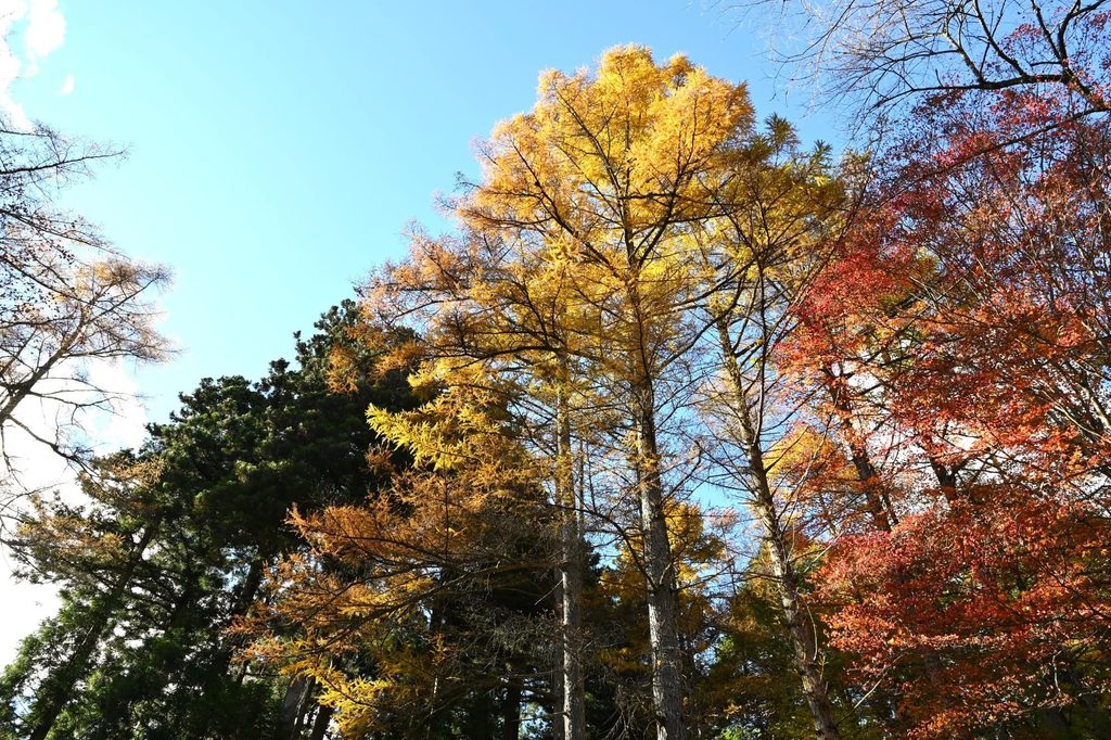 Japanese-Larch-Larix-kaempferi