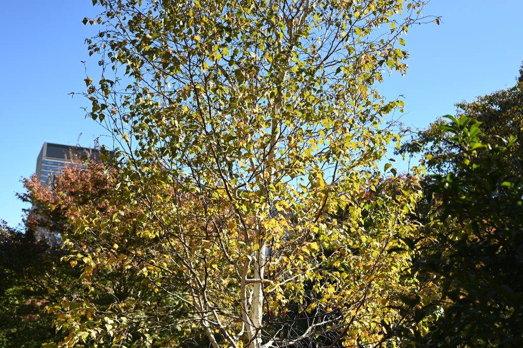 Japanese-White-Birch-Betula-platyphylla-var-japonica