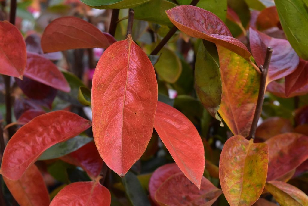 Japanese-Persimmon-Diospyros-kaki