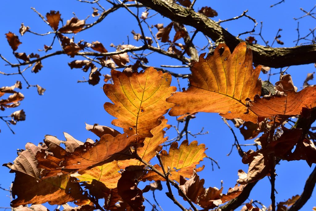 Kashiwa-Oak-Quercus-dentata