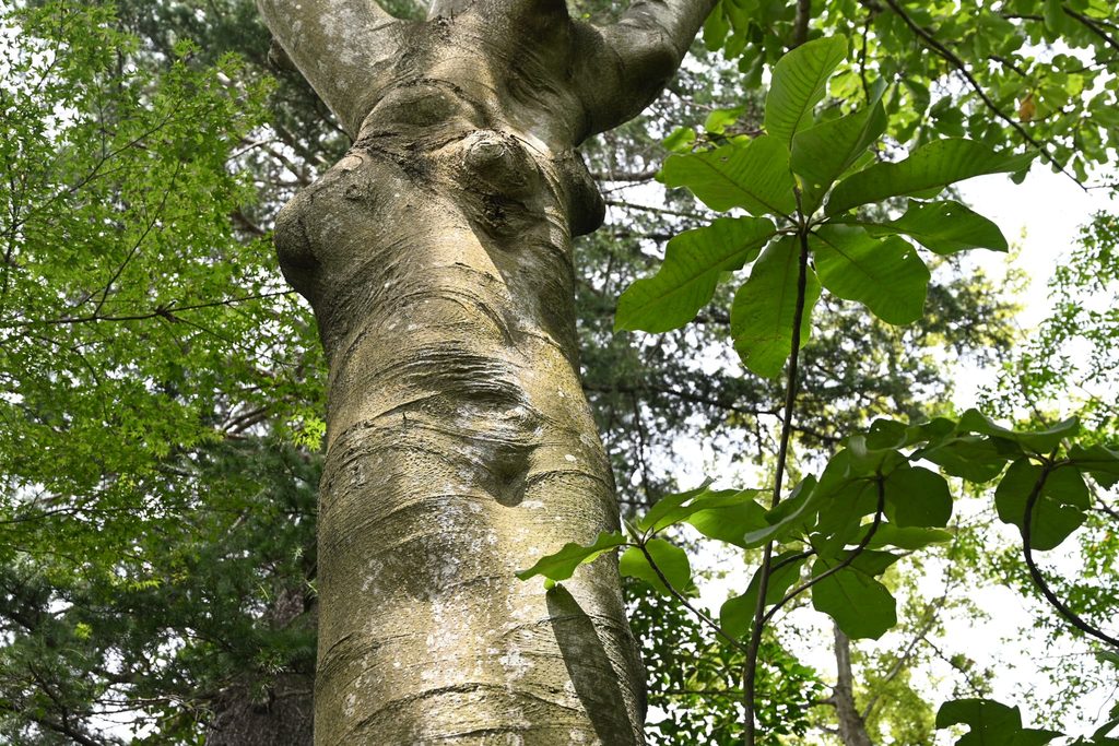 Japanese-Bigleaf-Magnolia-Hoonoki-Magnolia-obovata