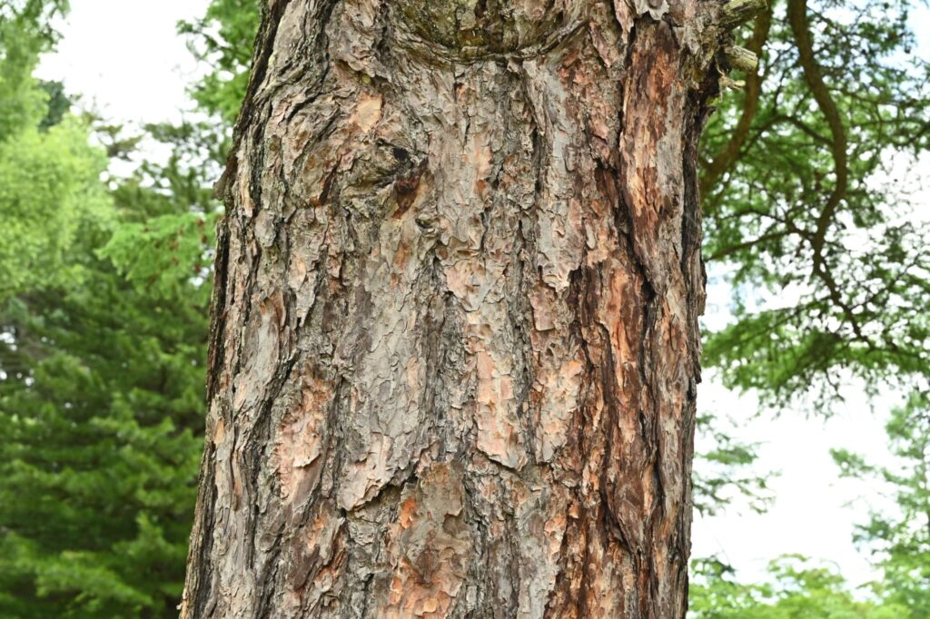Japanese-Larch-Larix-kaempferi