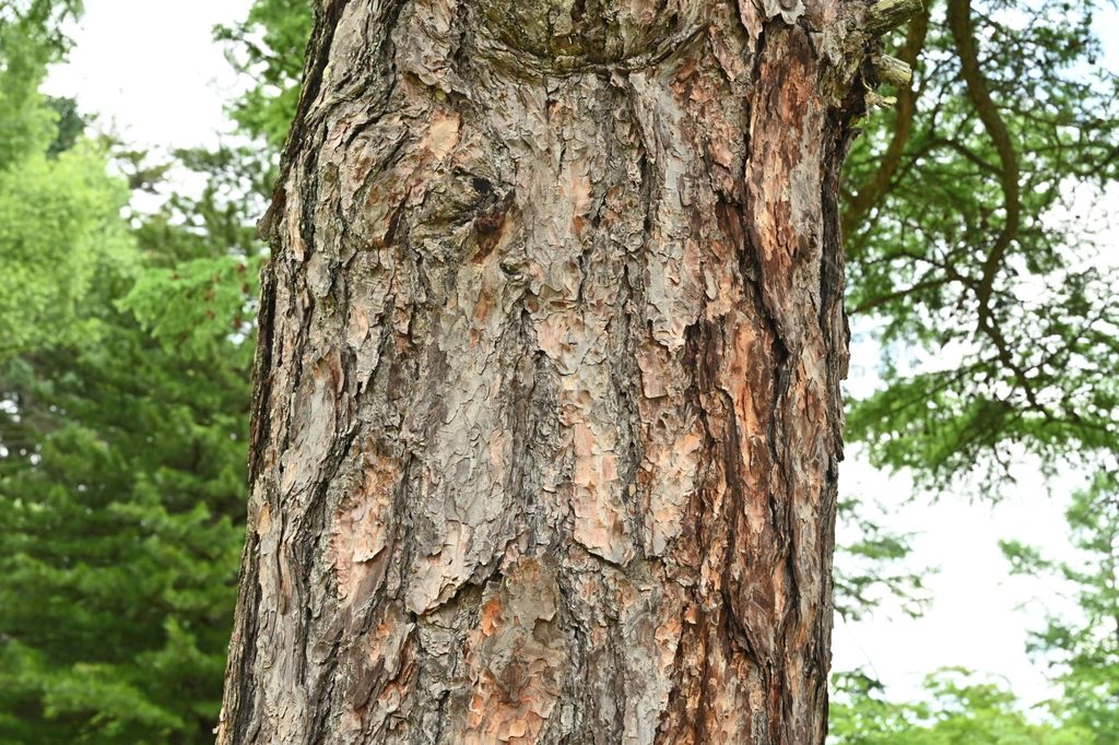 Japanese-Larch-Larix-kaempferi