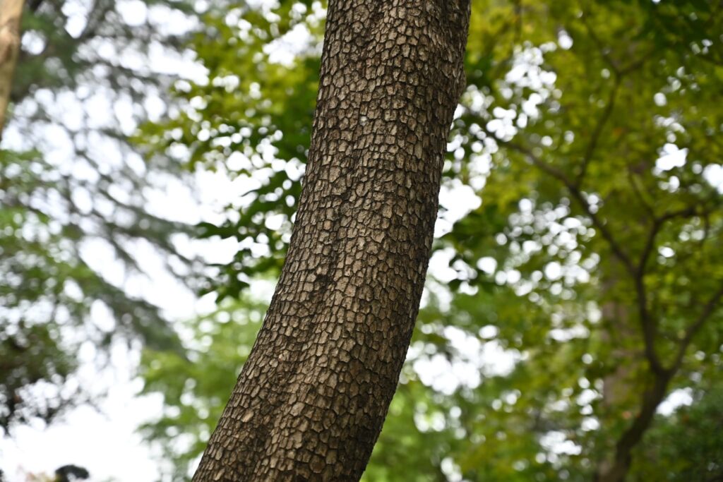Japanese-Persimmon-Diospyros-kaki