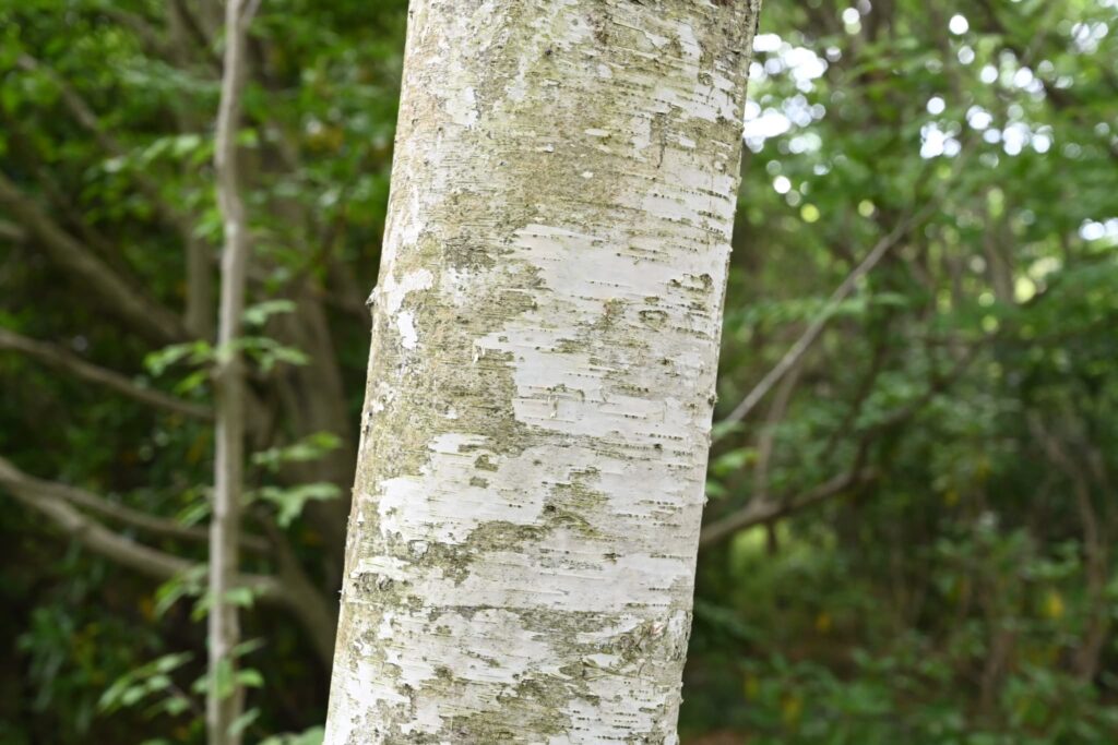 Japanese-White-Birch-Betula-platyphylla-var-japonica