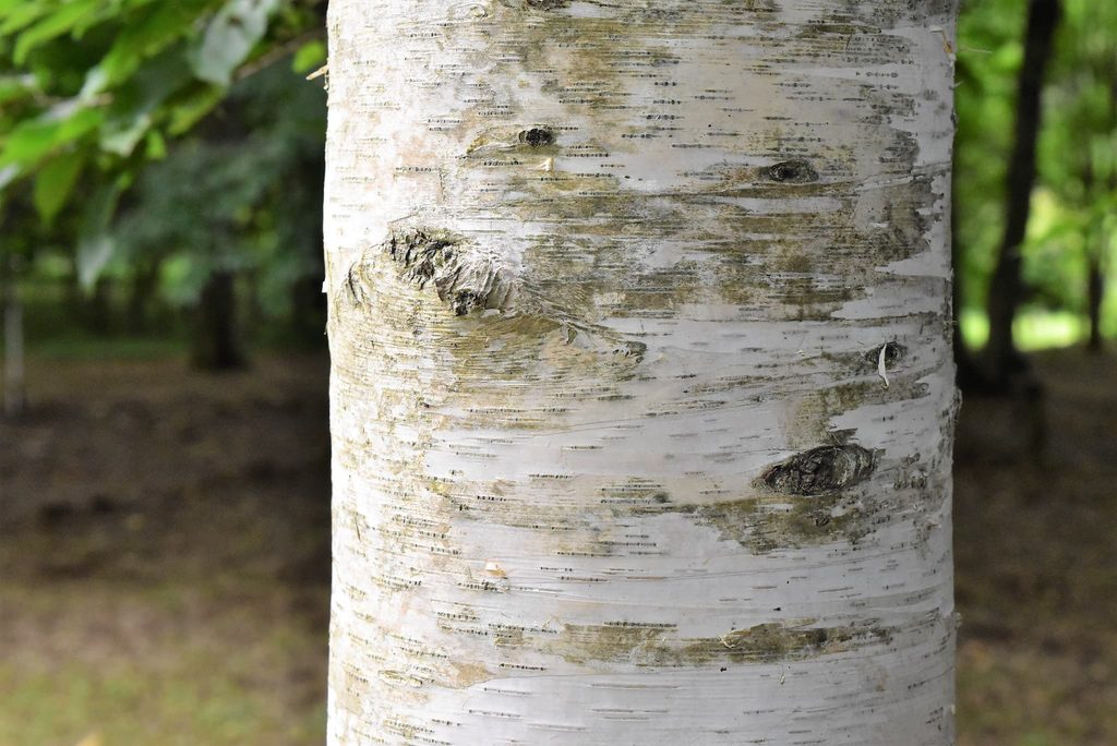 Japanese-White-Birch-Betula-platyphylla-var-japonica
