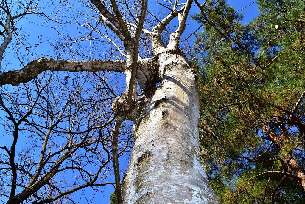 Japanese-White-Birch-Betula-platyphylla-var-japonica