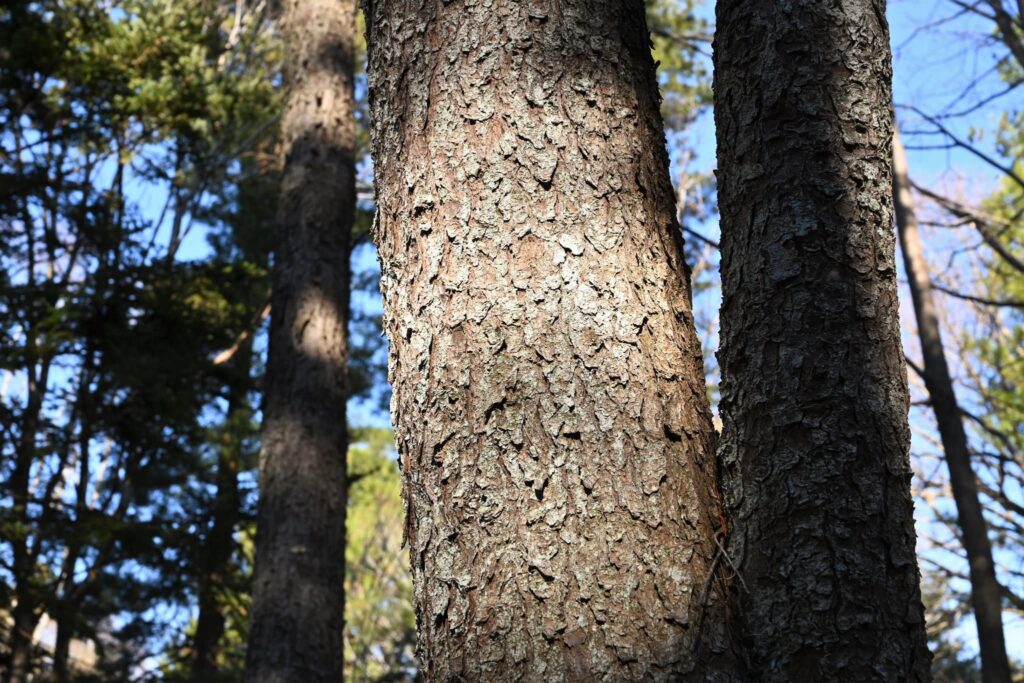 Japanese-White-Pine-Pinus-parviflora