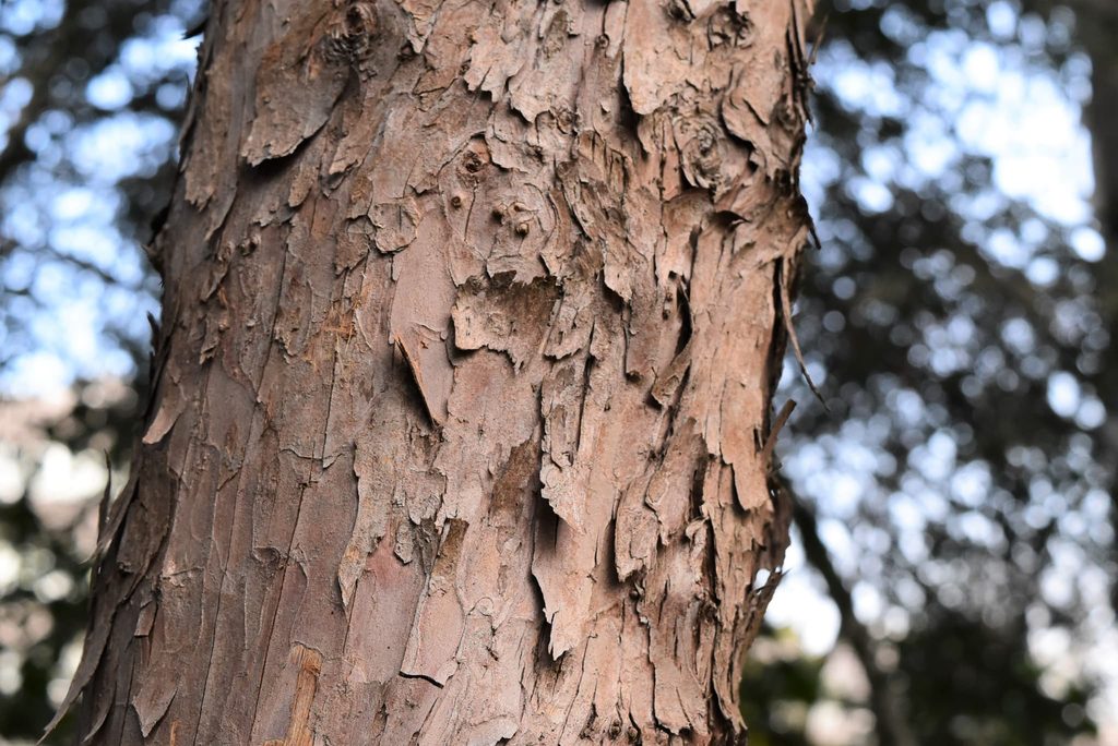Japanese-Yew-Taxus-cuspidata