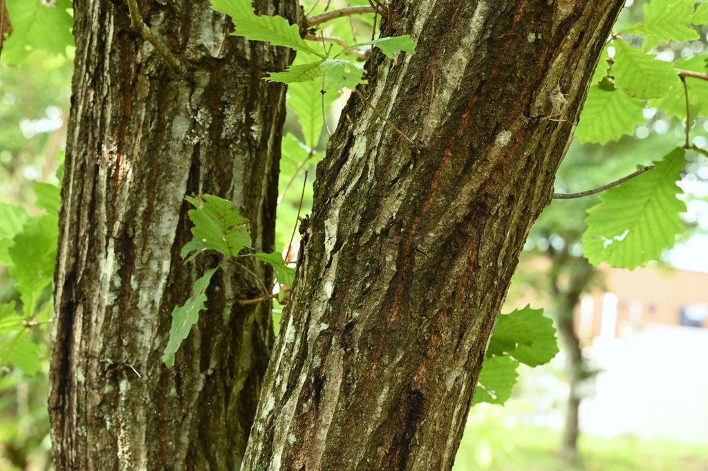 Kashiwa Oak bark