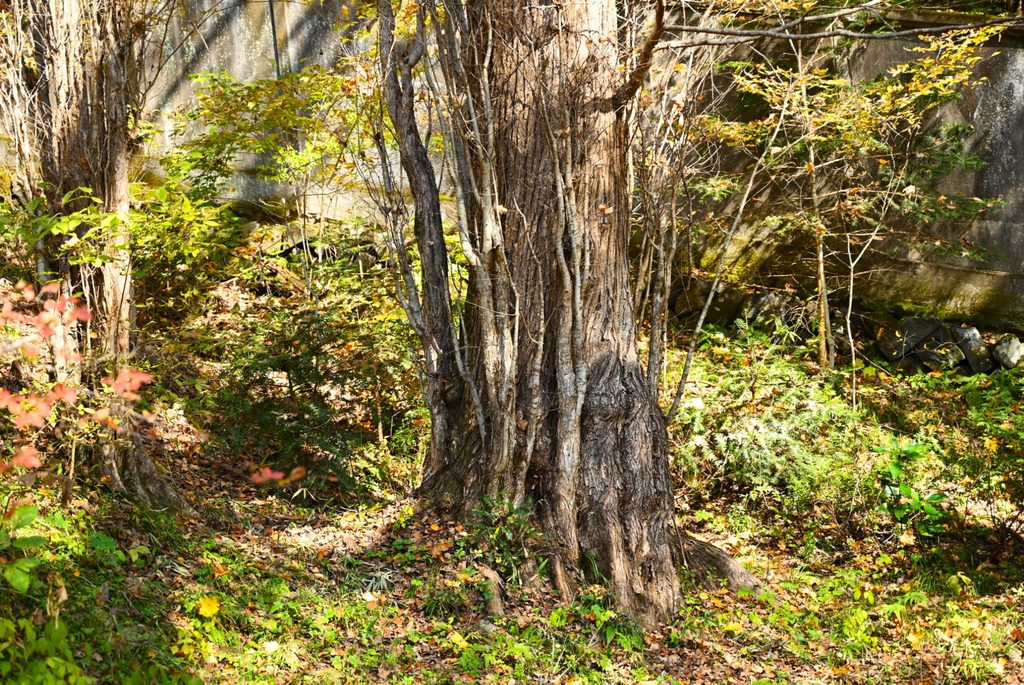 Katsura-Tree-Cercidiphyllum-japonicum