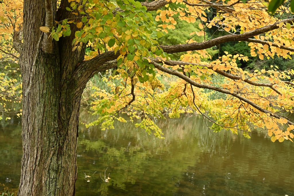 Katsura-Tree-Cercidiphyllum-japonicum