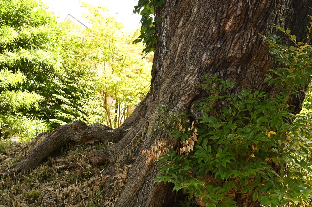 Sudajii-Castanopsis-sieboldii