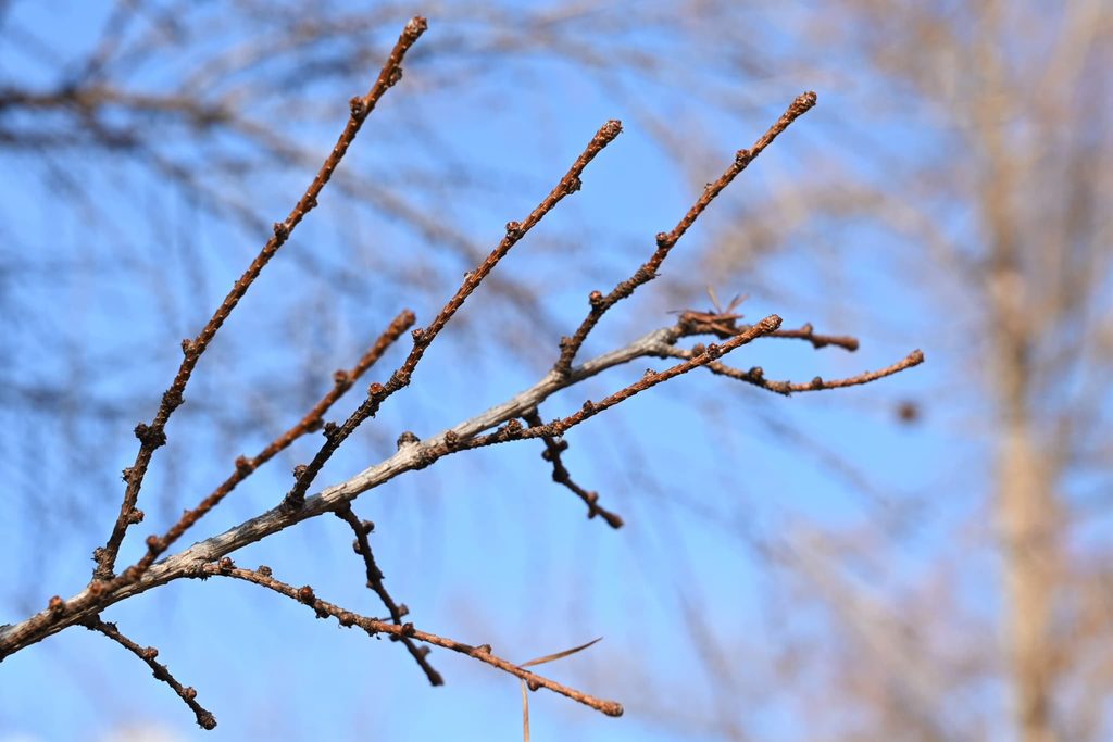 Japanese-Larch-Larix-kaempferi