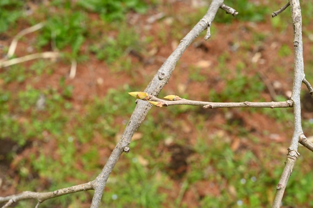 Japanese-Persimmon-Diospyros-kaki