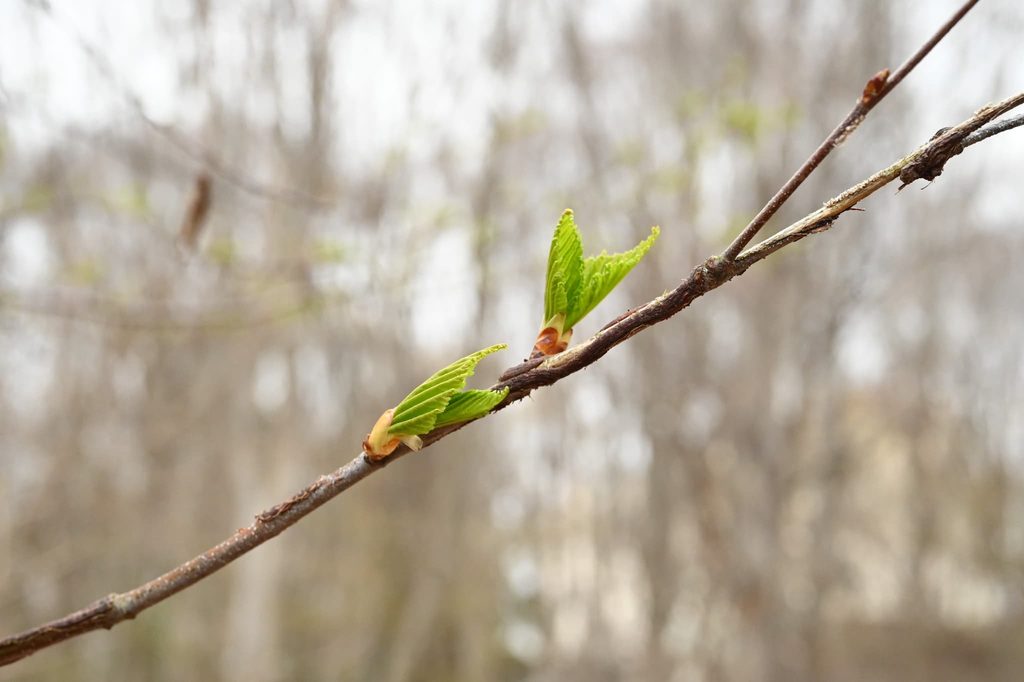 Japanese-White-Birch-Betula-platyphylla-var-japonica
