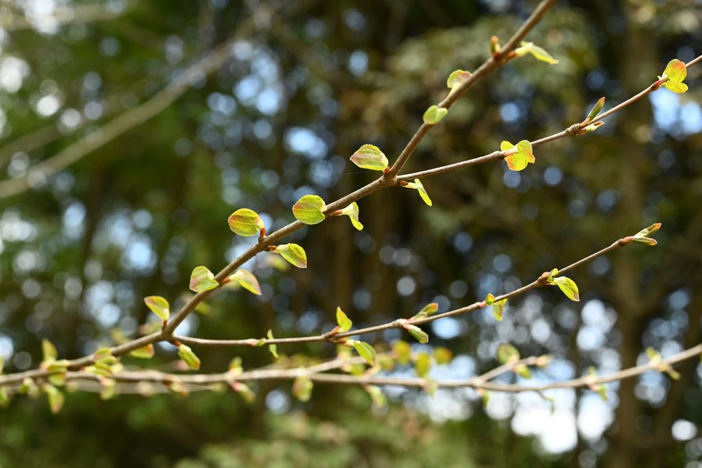 Katsura-Tree-Cercidiphyllum-japonicum