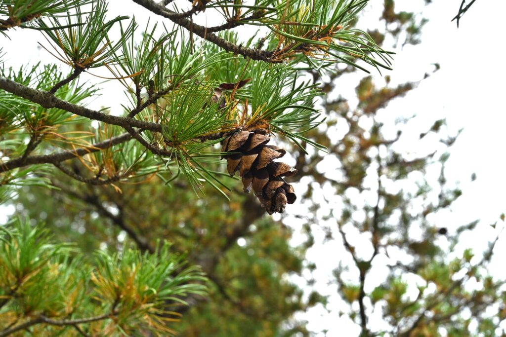 Japanese-White-Pine-Pinus-parviflora