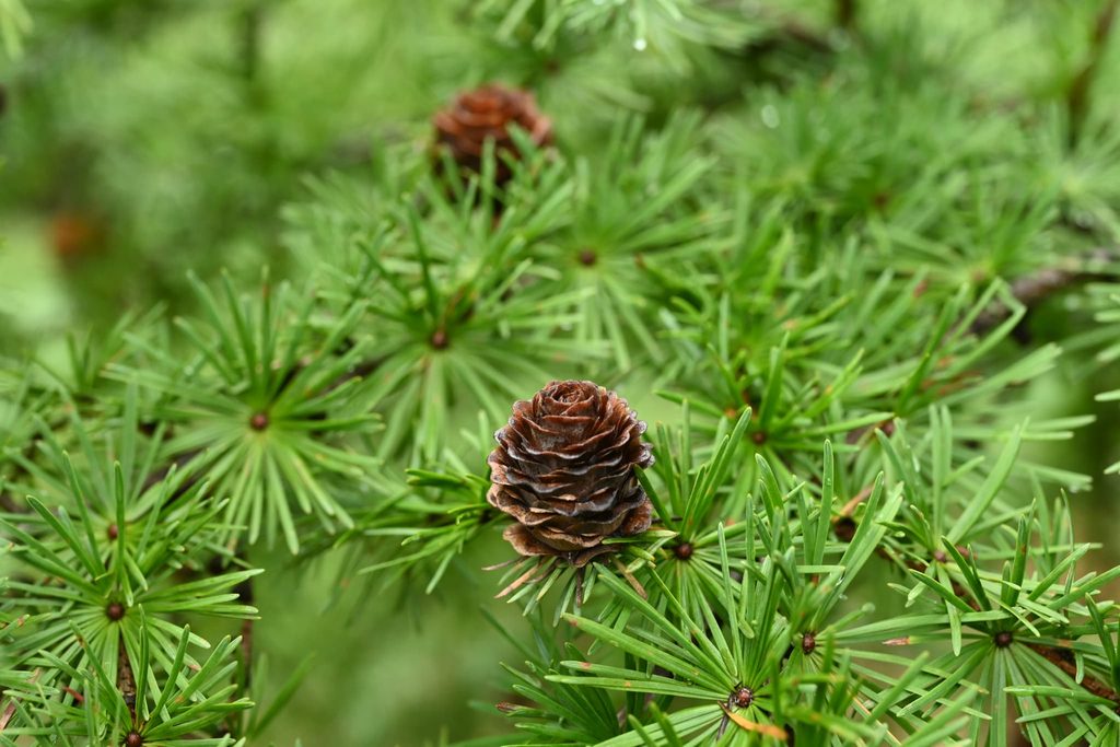 Japanese-Larch-Larix-kaempferi