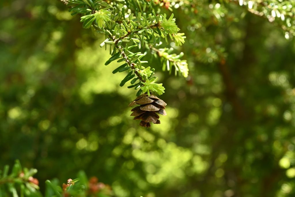 Northern-Japanese-Hemlock-Tsuga-diversifolia