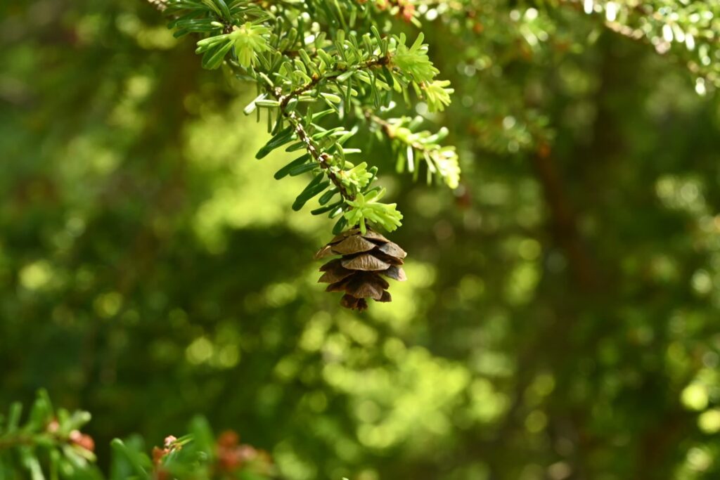 Northern-Japanese-Hemlock-Tsuga-diversifolia