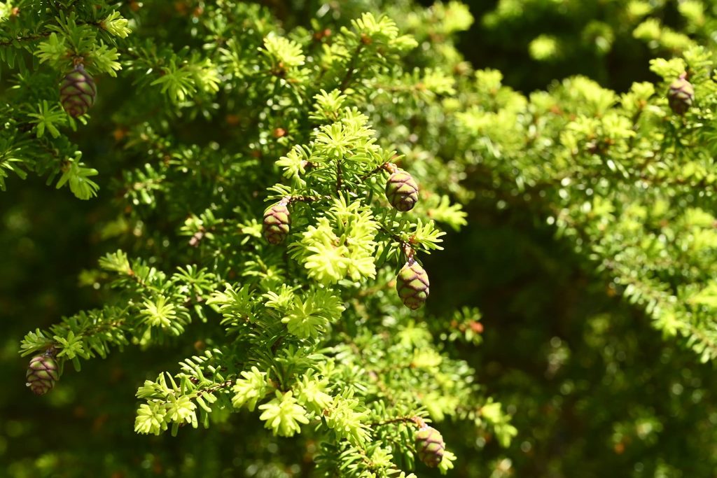 Northern-Japanese-Hemlock-Tsuga-diversifolia