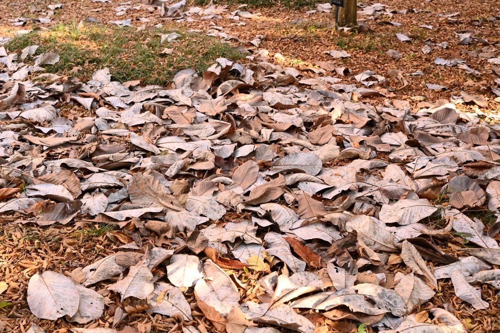 Japanese-Bigleaf-Magnolia-Hoonoki-Magnolia-obovata