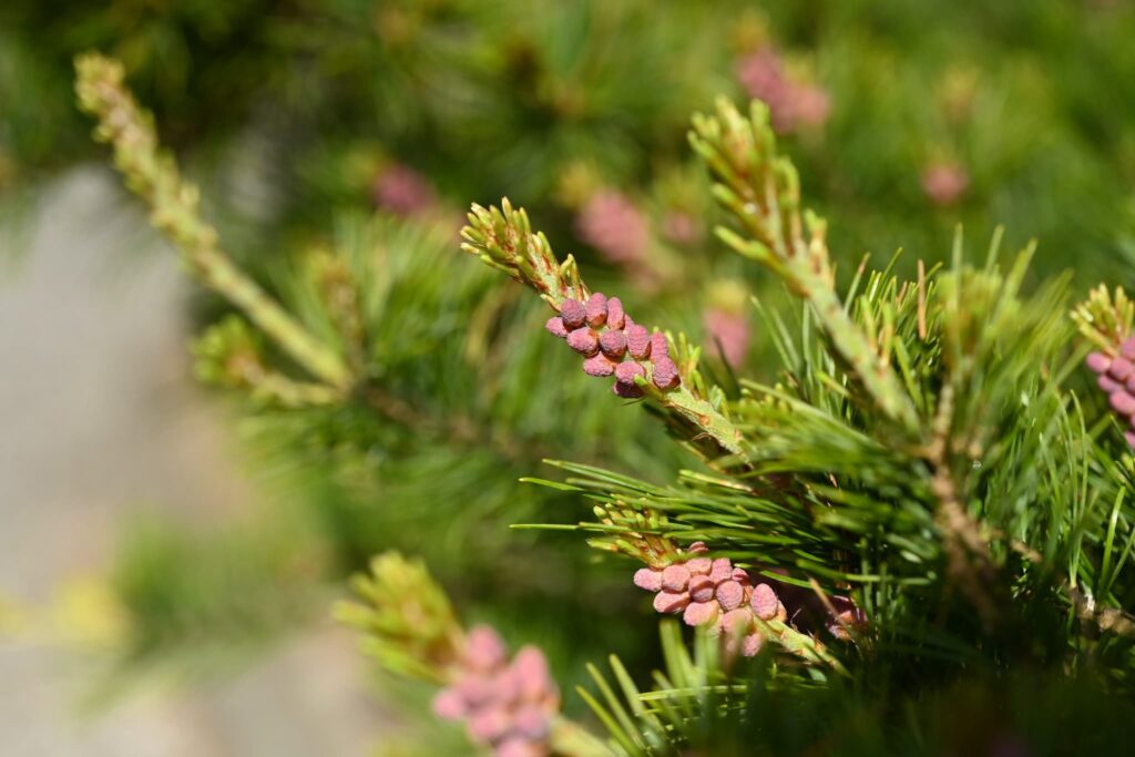 Japanese-White-Pine-Pinus-parviflora