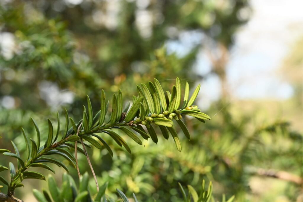Japanese-Yew-Taxus-cuspidata
