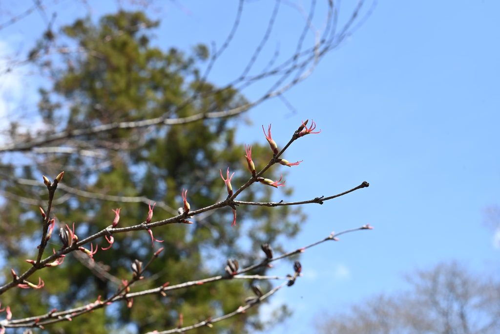 Katsura-Tree-Cercidiphyllum-japonicum