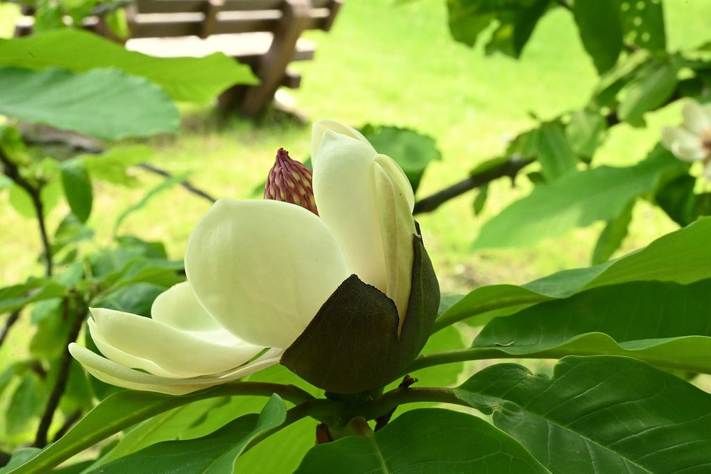 Japanese-Bigleaf-Magnolia-Hoonoki-Magnolia-obovata