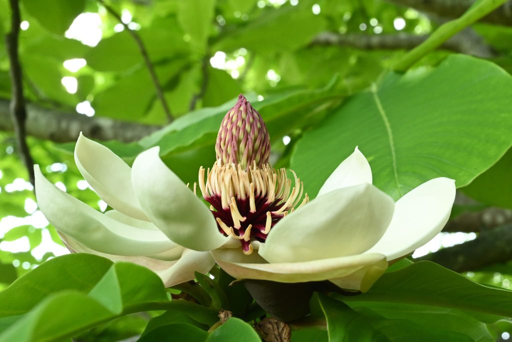 Japanese-Bigleaf-Magnolia-Hoonoki-Magnolia-obovata