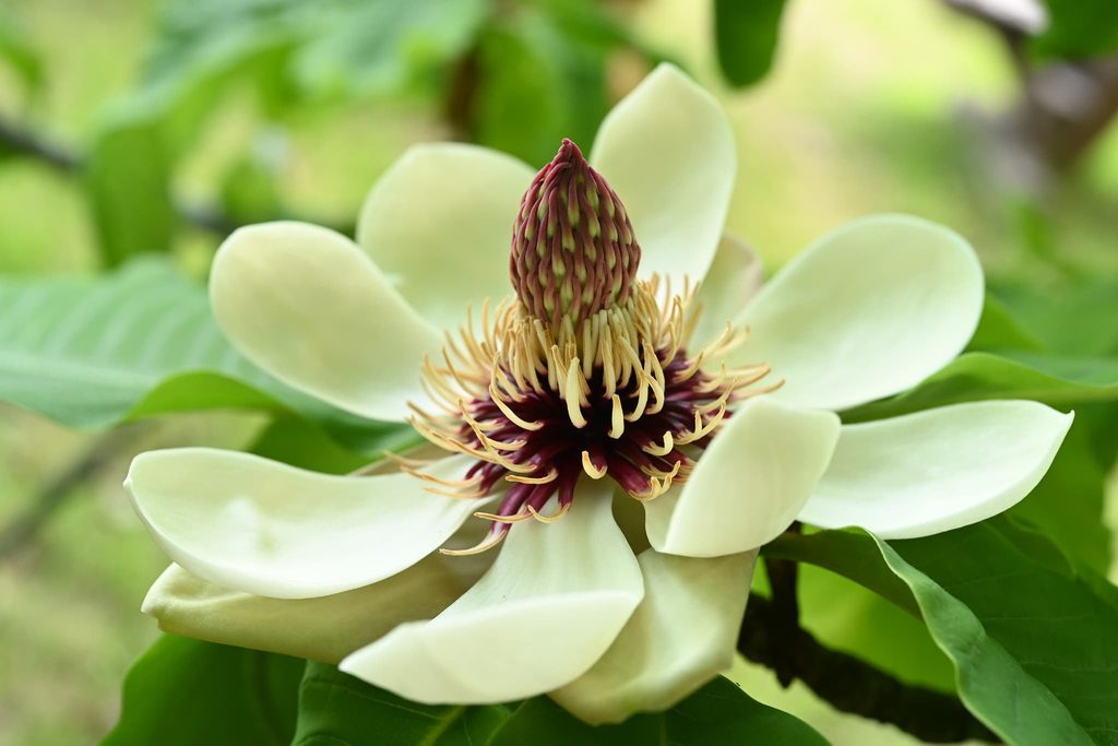 Japanese-Bigleaf-Magnolia-Hoonoki-Magnolia-obovata