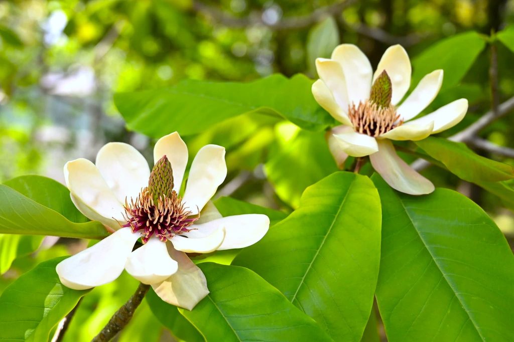 Japanese-Bigleaf-Magnolia-Hoonoki-Magnolia-obovata