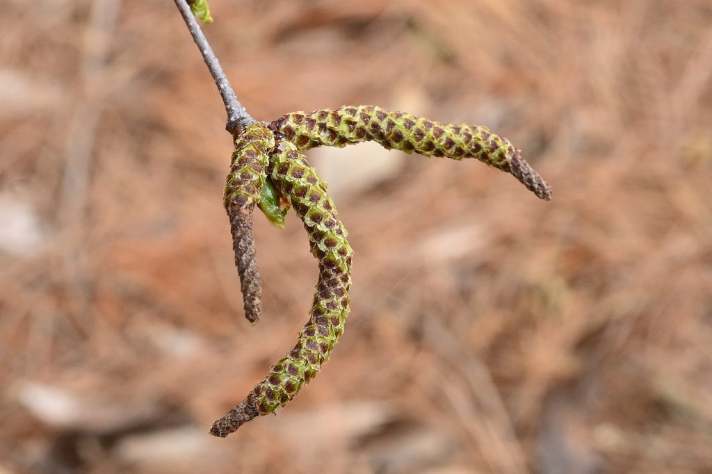 Japanese-White-Birch-Betula-platyphylla-var-japonica