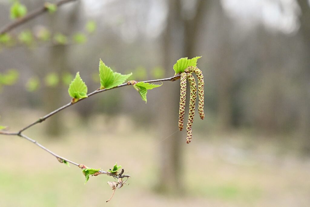 Japanese-White-Birch-Betula-platyphylla-var-japonica