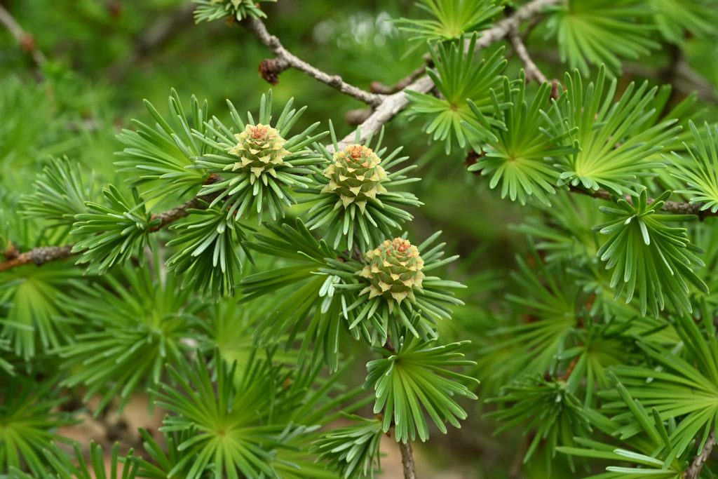 Japanese-Larch-Larix-kaempferi